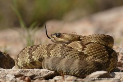 Crotalus molossus