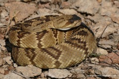 Crotalus molossus