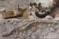 Crotalus molossus