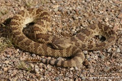 Crotalus scutulatus