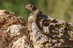 Crotaphytus collaris
