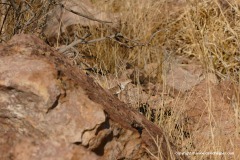 Crotaphytus nebrius