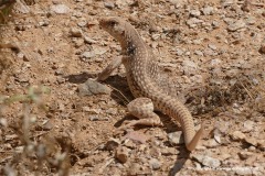 Dipsosaurus dorsalis