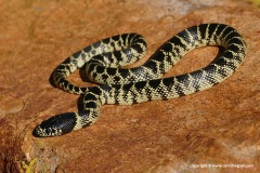Lampropeltis splendida