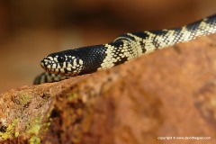 Lampropeltis splendida