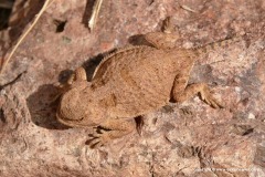 Phrynosoma hernandesi