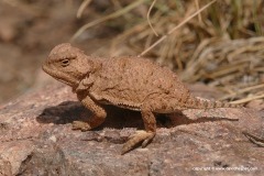 Phrynosoma hernandesi