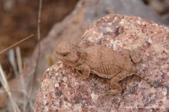 Phrynosoma hernandesi