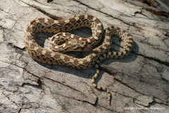 Pituophis catenifer
