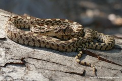 Pituophis catenifer