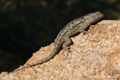 Sceloporus clarkii
