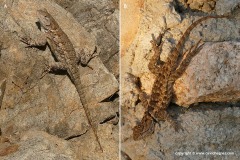 Sceloporus clarkii