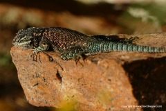 Sceloporus jarrovii