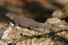 Sceloporus jarrovii