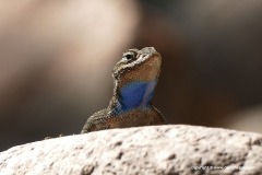 Sceloporus jarrovii