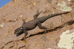Sceloporus jarrovii