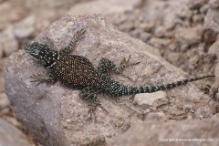 Sceloporus jarrovii