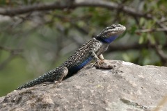 Sceloporus jarrovii