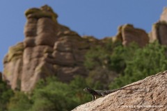 Sceloporus jarrovii