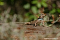 Sceloporus jarrovii