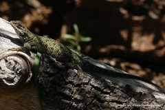 Sceloporus jarrovii