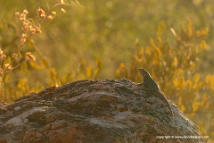 Sceloporus magister