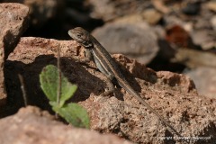 Sceloporus virgatus