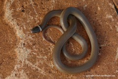 Tantilla wilcoxi