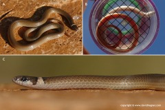 Tantilla wilcoxi