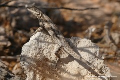 Urosaurus ornatus