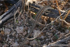 Uta stansburiana