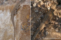 Uta stansburiana