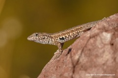 Uta stansburiana