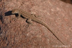 Uta stansburiana