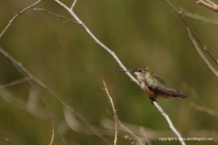 Selasphorus rufus
