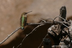 Selasphorus rufus