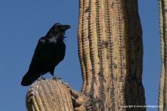 Corvus corax
