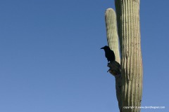 Corvus corax
