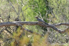 Melanerpes uropygialis