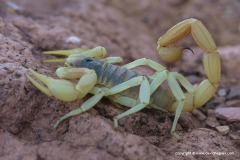 Hadrurus arizonensis