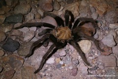 Aphonopelma sp.