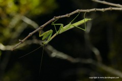 Stagmomantis sp.