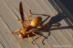 Polistes aurifer