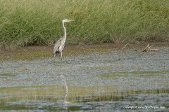 Ardea herodias