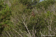 Buteo jamaicensis