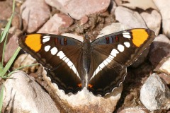 Adelpha eulalia