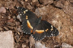 Chlosyne lacinia