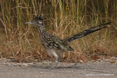 Geococcyx californianus