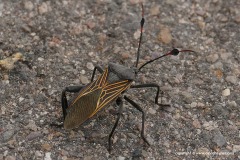 Heteroptera sp.