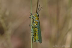 Orthoptera sp.